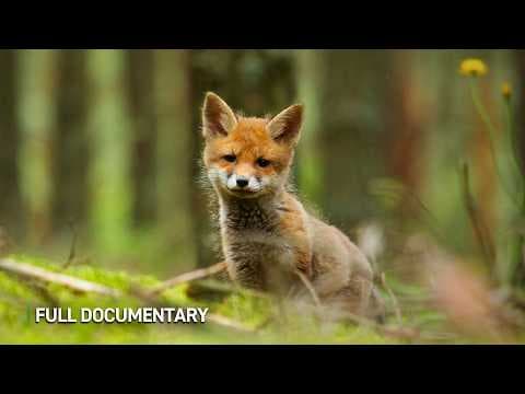 Building a Food Forest from Scratch — Documentary