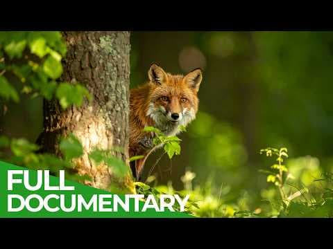 Forests of Our World — Wildlife & Wilderness